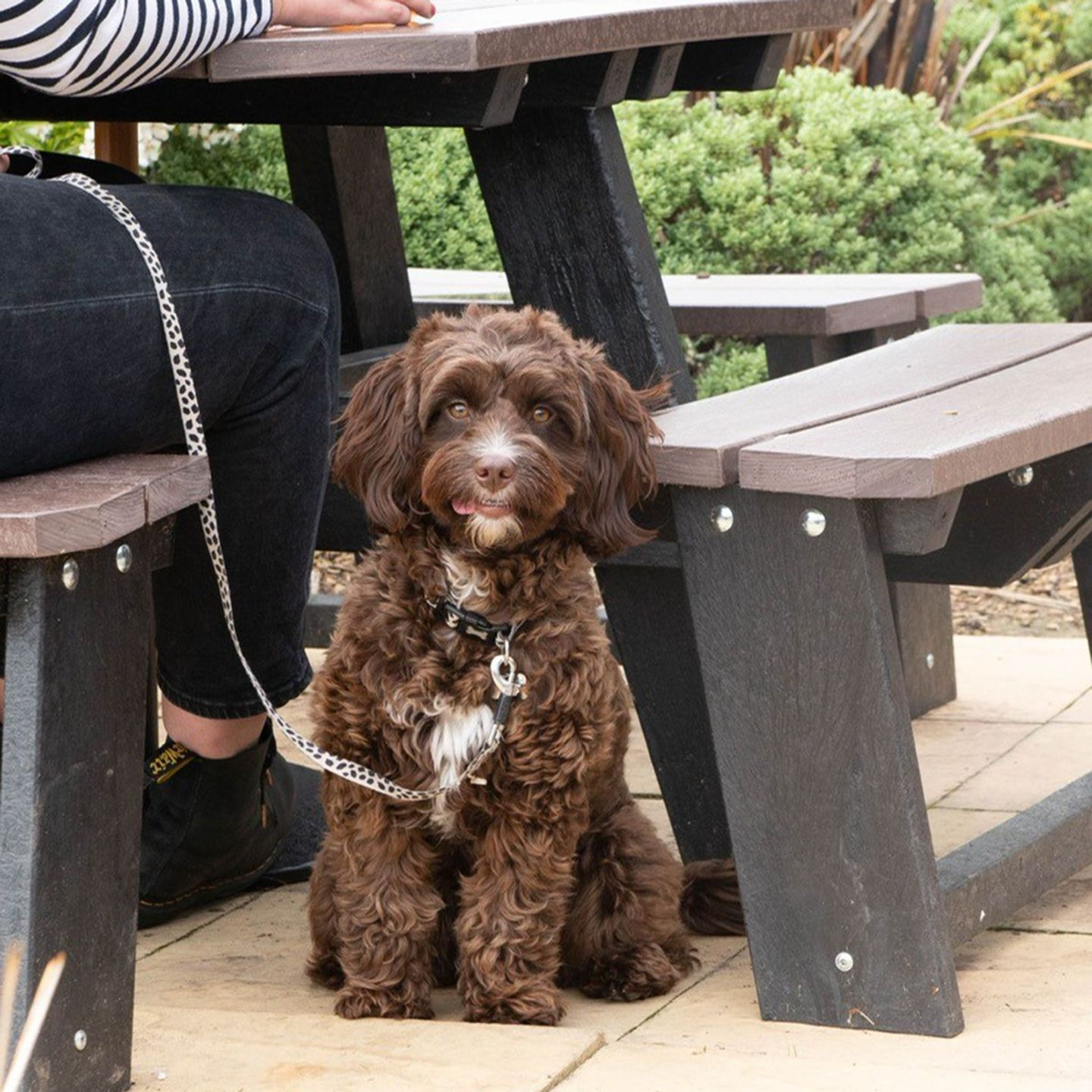 Your local dog friendly pub in Lincoln 